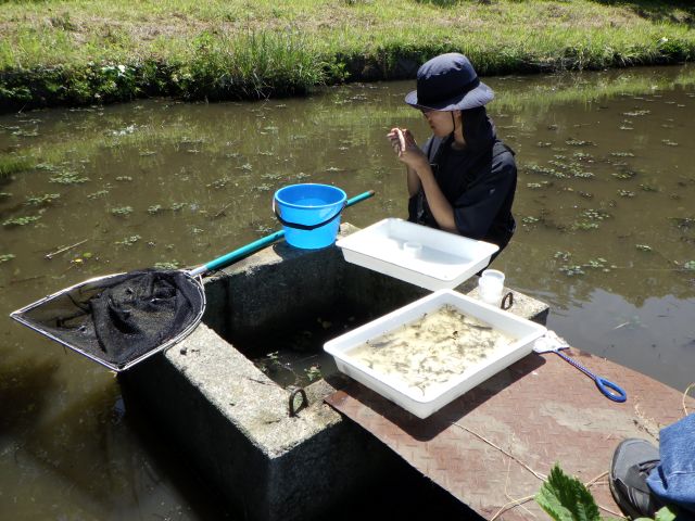 捕獲した水生昆虫を種別にカウントし累積種数のデータをとります