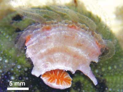 図1:砂を掘って潜るタマサンゴ