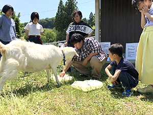 来場者と触ら合うヤギたち