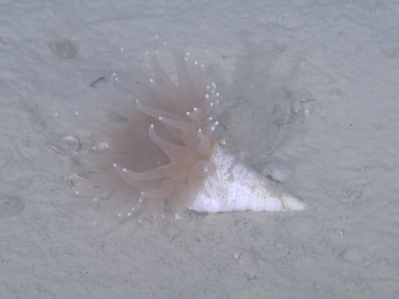 ROVにより撮影したイシサンゴ