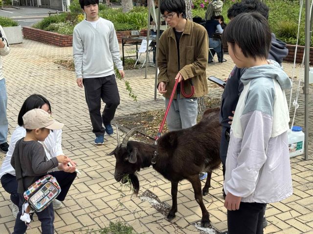ヤギ部