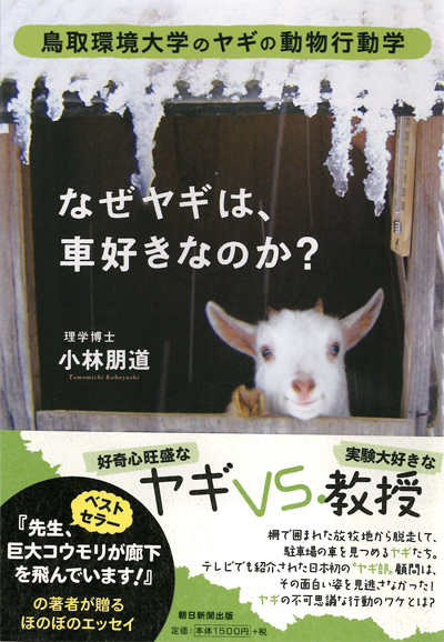 小林先生_新刊_ヤギ
