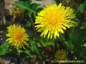 タンポポ調査西日本2010 in 鳥取