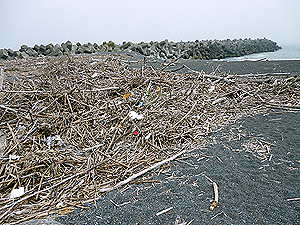 大樹町旭浜